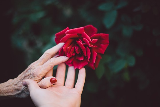 An older person's hand is being held by a younger person's hand, both holding onto a red flower.